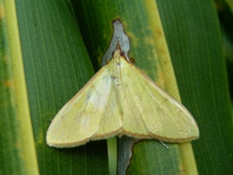 Epicorsia oedipodalis