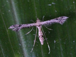 Lantanophaga pusillidactyla