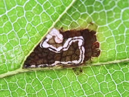 Septembre 2025 (Orne)