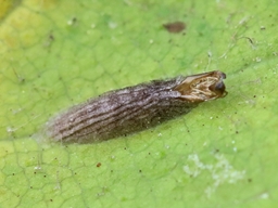 Octobre 2025 (Côtes d'Armor)