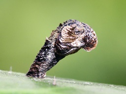Coleophora anatipennella