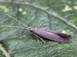 Juillet 2013 (Côtes d'Armor)