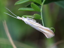 Juin 2016 (Ardèche)