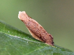 Coleophora flavipennella