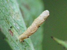 Coleophora gryphipennella