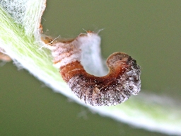 Coleophora hemerobiella