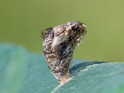 Coleophora kuehnella