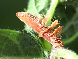 Coleophora potentillae