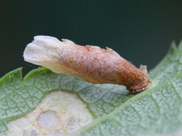Coleophora prunifoliae