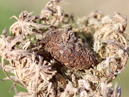 Août 2025 (Côtes d'Armor)