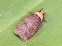 Juin 2025 (Ardèche)