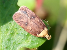 Juin 2025 (Ardèche)