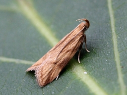 Orophia ferrugella