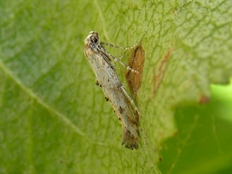 Juillet 2010 (Côtes d'Armor)