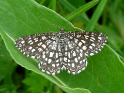 Juin 2008 (Hautes-Alpes)