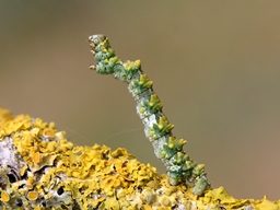 Cleorodes lichenaria