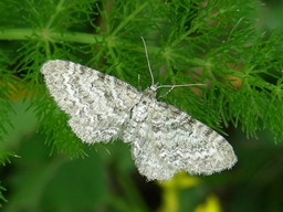 Eupithecia graphata