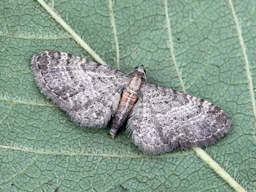 Eupithecia haworthiata