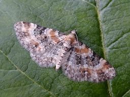 Eupithecia pulchellata