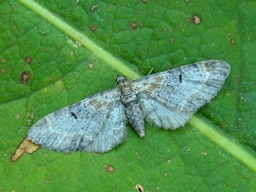 Eupithecia pyreneata