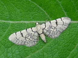 Eupithecia schiefereri