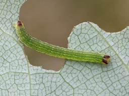 Lomaspilis marginata
