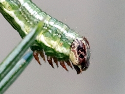 Septembre 2025 (Orne)