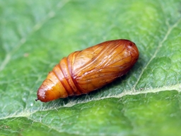 Juillet 2024 (Côtes d'Armor)