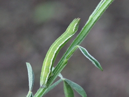 Pseudoterpna coronillaria