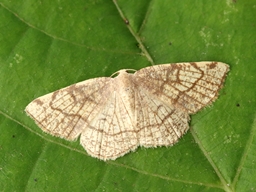 Juillet 2025 (Indre)