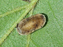 Juin 2025 (Ardèche)