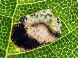 Mai 2022 (Côtes d'Armor)