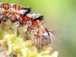 Avril 2025 (Côtes d'Armor)