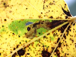 Novembre 2025 (Côtes d'Armor)