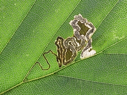 Juillet 2018 (Côtes d'Armor)