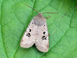 Septembre 2025 (Orne)