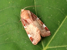 Juillet 2025 (Indre)