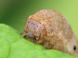 Avril 2025 (Côtes d'Armor)