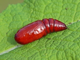 Avril 2025 (Côtes d'Armor)