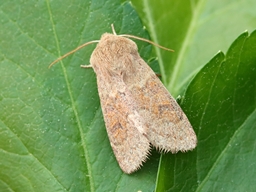 Avril 2025 (Côtes d'Armor)