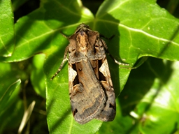 Mai 2011 (Côtes d'Armor)