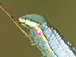 Septembre 2025 (Orne)