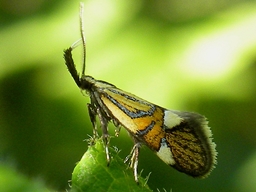 Alabonia geoffrella