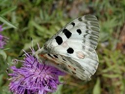 Juillet 2001 (Alpes-de-Haute-Provence)