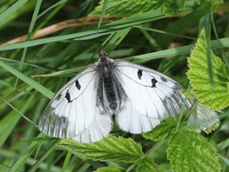 Juin 2016 (Ardèche)
