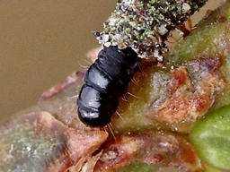 Mai 2021 (Côtes d'Armor)