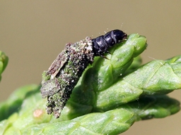 Mai 2021 (Côtes d'Armor)