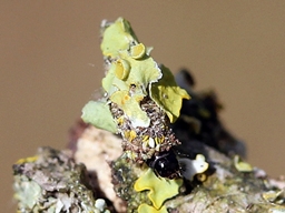 Mai 2021 (Côtes d'Armor)