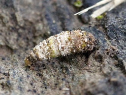 Juin 2021 (Côtes d'Armor)