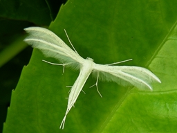 Pterophorus pentadactyla